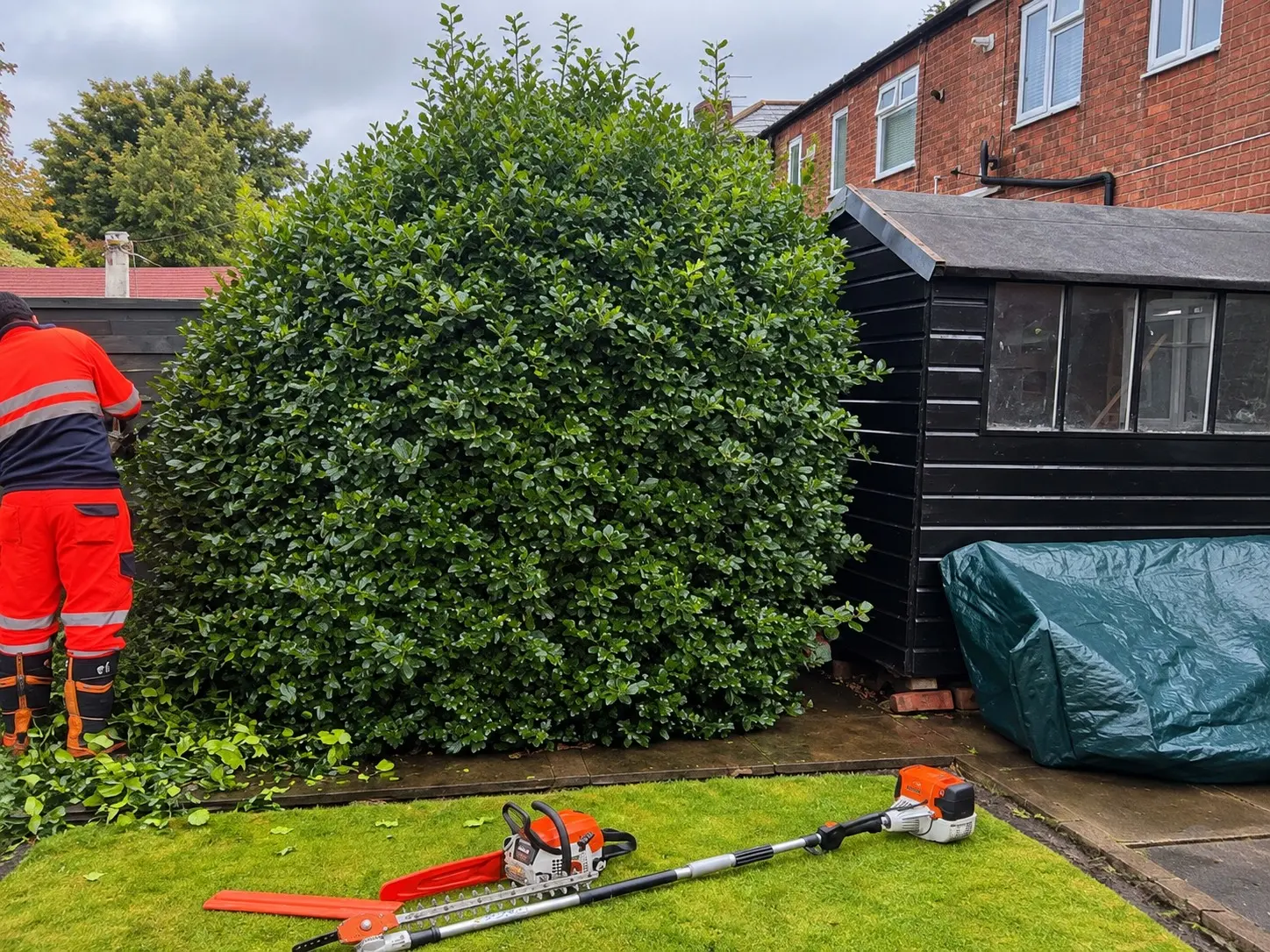 M.R team member cutting back a large overgrown shrub beside a garden shed